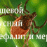 Анкета на тему профилактики клещевого энцефалита - Кушвинский городской округ