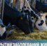 ⚠ О недопустимости сокрытия заболеваний животных и незаконного захоронения биоотходов - Кушвинский городской округ